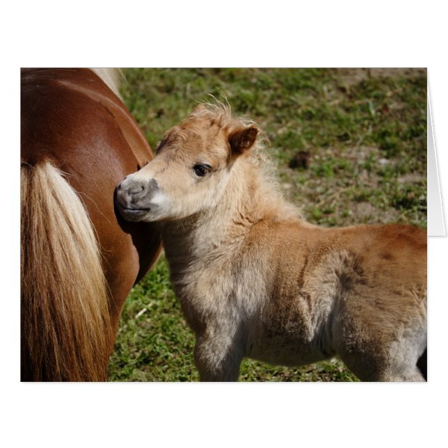 Cartão Doce Haflinger Foal (Frente horizontal)
