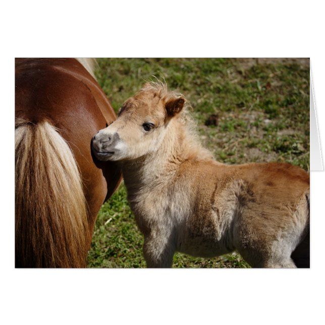 Cartão Doce Haflinger Foal (Frente horizontal)