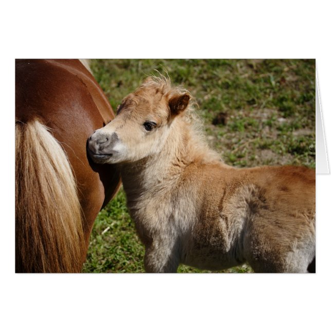 Cartão Doce Haflinger Foal (Frente Horizontal)