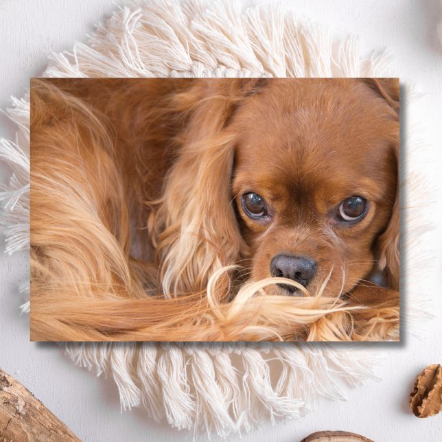 Cartão Doce Ruby Cavalier King Charles Spaniel (Criador carregado)