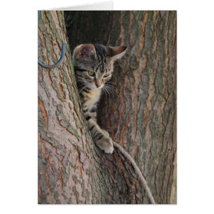 Cartão Doces o gato