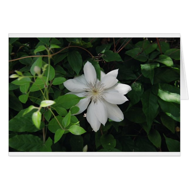 Cartão Doenças do (Frente Horizontal)