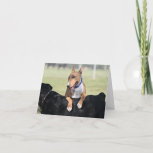 Cartão Dog Cards - I Got Your Back