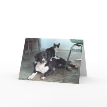Dog lover, Animal Lover, Cat Lover - Blank Card