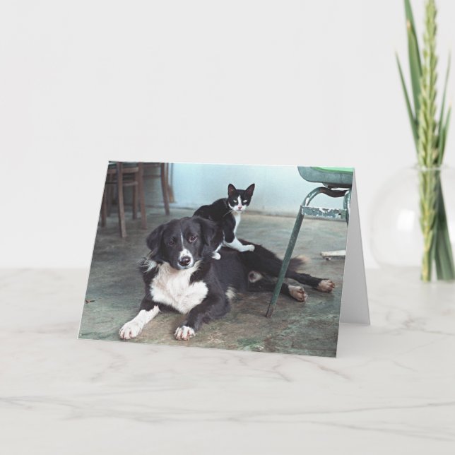 Cartão Dog lover, Animal Lover, Cat Lover - Blank Card (Frente)