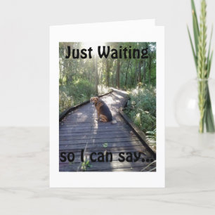 CARTÃO DOG ON A WALK IN WOODS WAITS TO SAY HAPPY BIRTHDAY