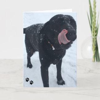 Cartão dog photo card