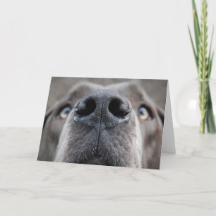Cartão Doggennase