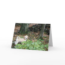 Doggie Birthday Card