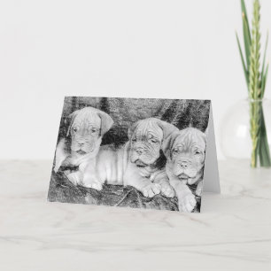 Cartão Dogue de bordeaux greeting card