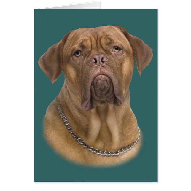 Cartão Dogue De Bordeaux Portait (Frente)