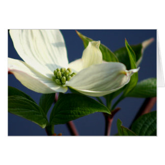 Cartão Dogwood Bloom