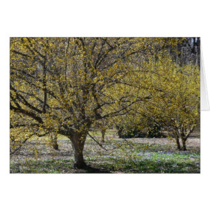 Cartão Dogwood da cereja de cornalina e glória da neve