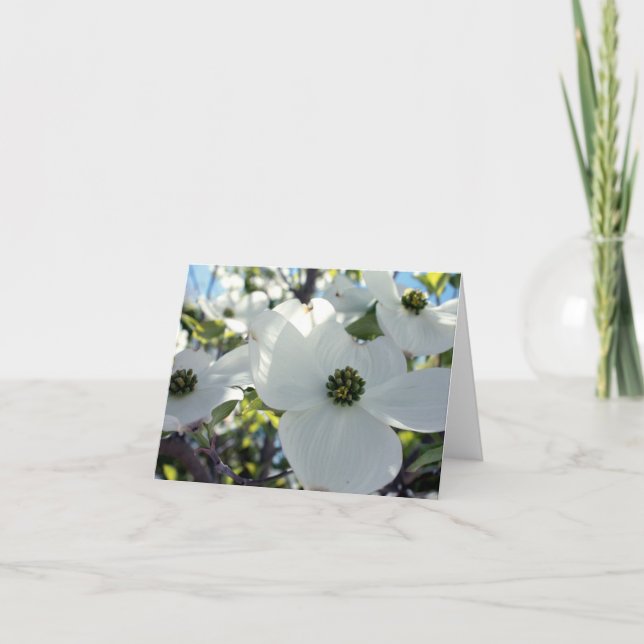 Cartão Dogwoods (Frente)