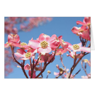 Cartão Dogwoods Rosa