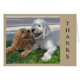 Cartão Dois amigos do cachorrinho de Goldendoodle!