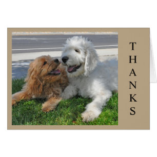 Cartão Dois amigos do cachorrinho de Goldendoodle!