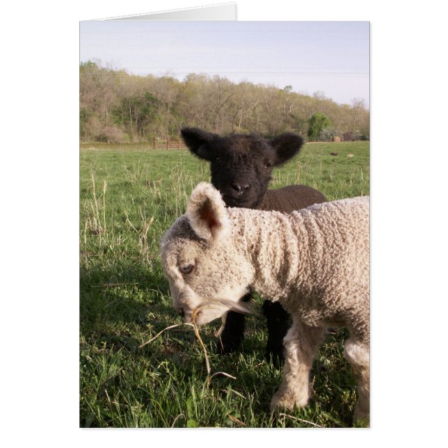 Cartão Dois Bebês (Frente)