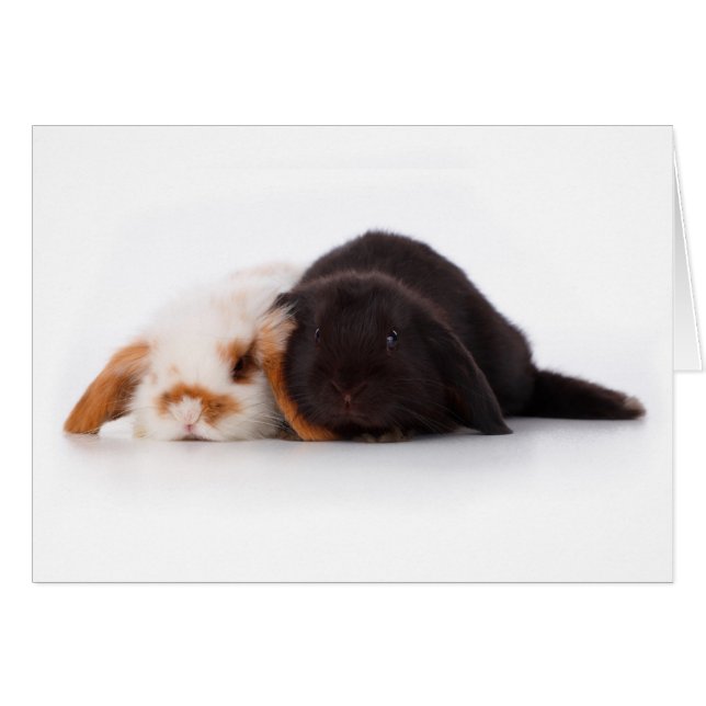 Cartão Dois belos coelhinhos (Frente Horizontal)