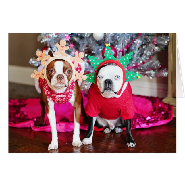 Cartão Dois BostonTerriers (Frente Horizontal)