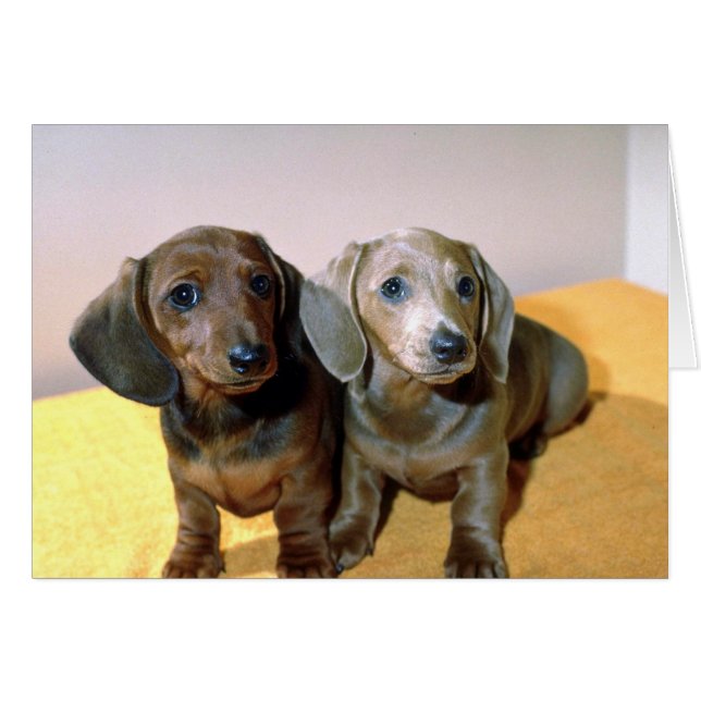 Cartão Dois cachorros Dachshund (Frente Horizontal)