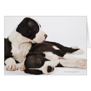 Cartão Dois cachorros Harlequin Great Dane em branco