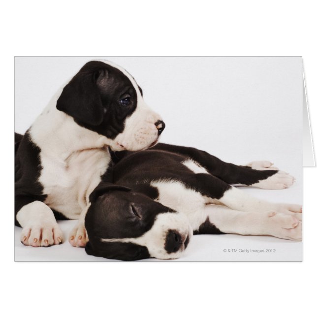Cartão Dois cachorros Harlequin Great Dane em branco (Frente Horizontal)