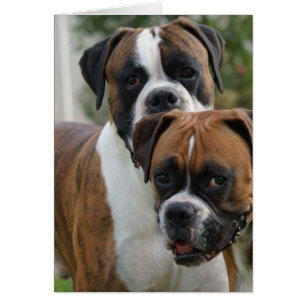 Cartão Dois Cães Boxer