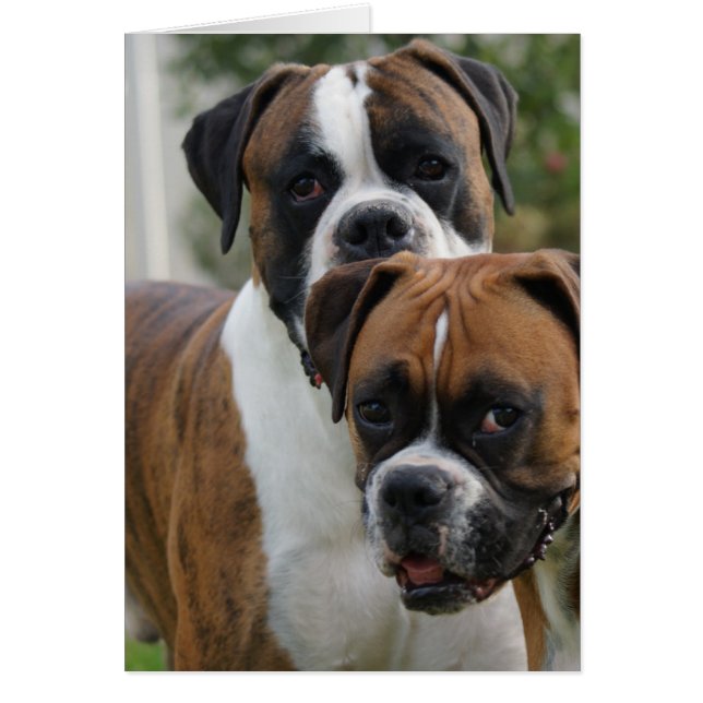 Cartão Dois Cães Boxer (Frente)