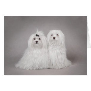 Cartão Dois cães malteses