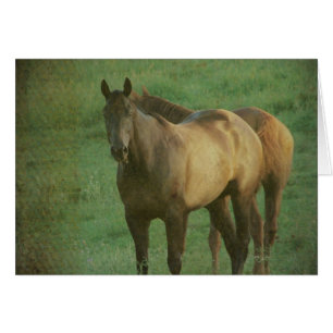 Cartão Dois cavalos em um pasto