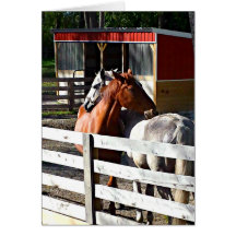 Dois cavalos no amor