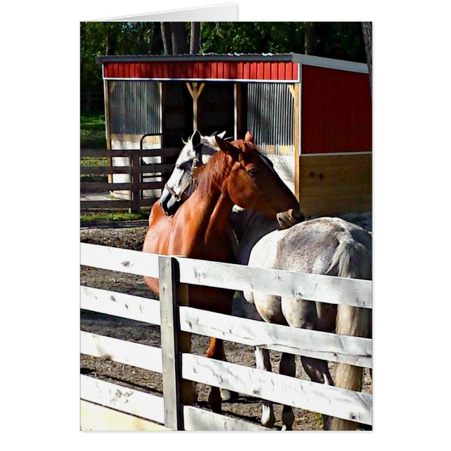 Cartão Dois cavalos no amor (Frente)