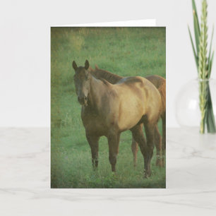 Cartão Dois Cavalos numa Pastura