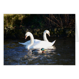 Cartão Dois Cisnes E Um Pato