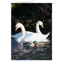Cartão Dois Cisnes E Um Pato