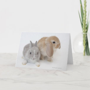 Cartão Dois coelhos   Países Baixos Dwarf & Holland Lop