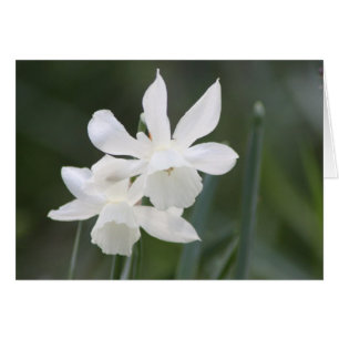Cartão Dois Daffodils Selvagens Brancos no Campo Verde
