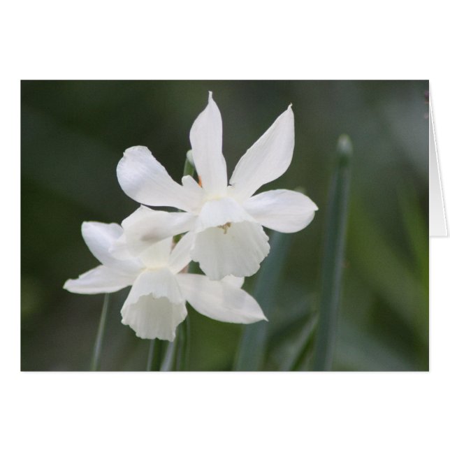 Cartão Dois Daffodils Selvagens Brancos no Campo Verde (Frente Horizontal)