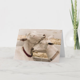 Cartão Dois de um casal Loving amável da cabra