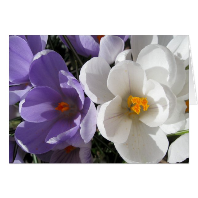 Cartão Dois de um tipo (Frente Horizontal)