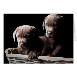 Cartão Dois Fuppies Labrador de Chocolate