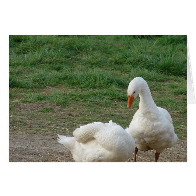 Cartão Dois gansos (Frente Horizontal)