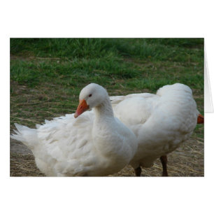 Cartão Dois gansos