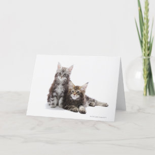 Cartão Dois gatinhos de casulo Maine