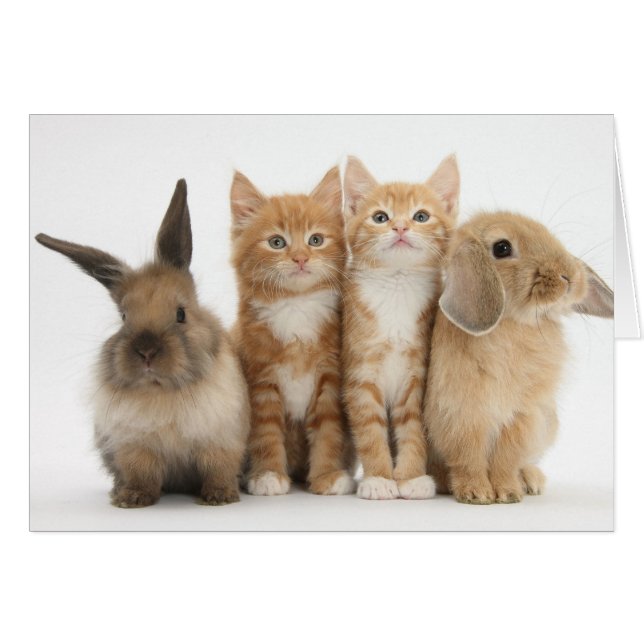 Cartão Dois gatinhos e dois coelhos! (Frente Horizontal)