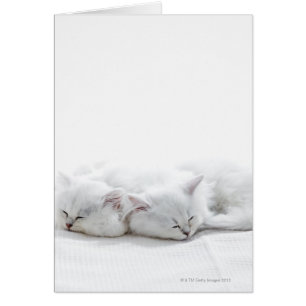 Cartão Dois Gatinhos Persa