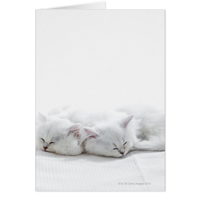 Cartão Dois Gatinhos Persa (Frente)