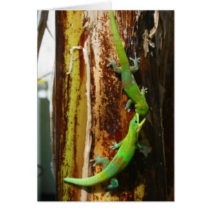 Cartão Dois gecos Phelsuma Laticauda do dia da poeira de