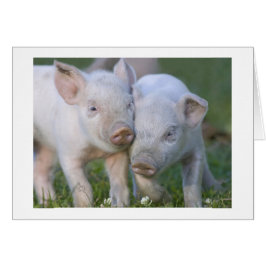 Cartão Dois Leitões Brancos Afetados